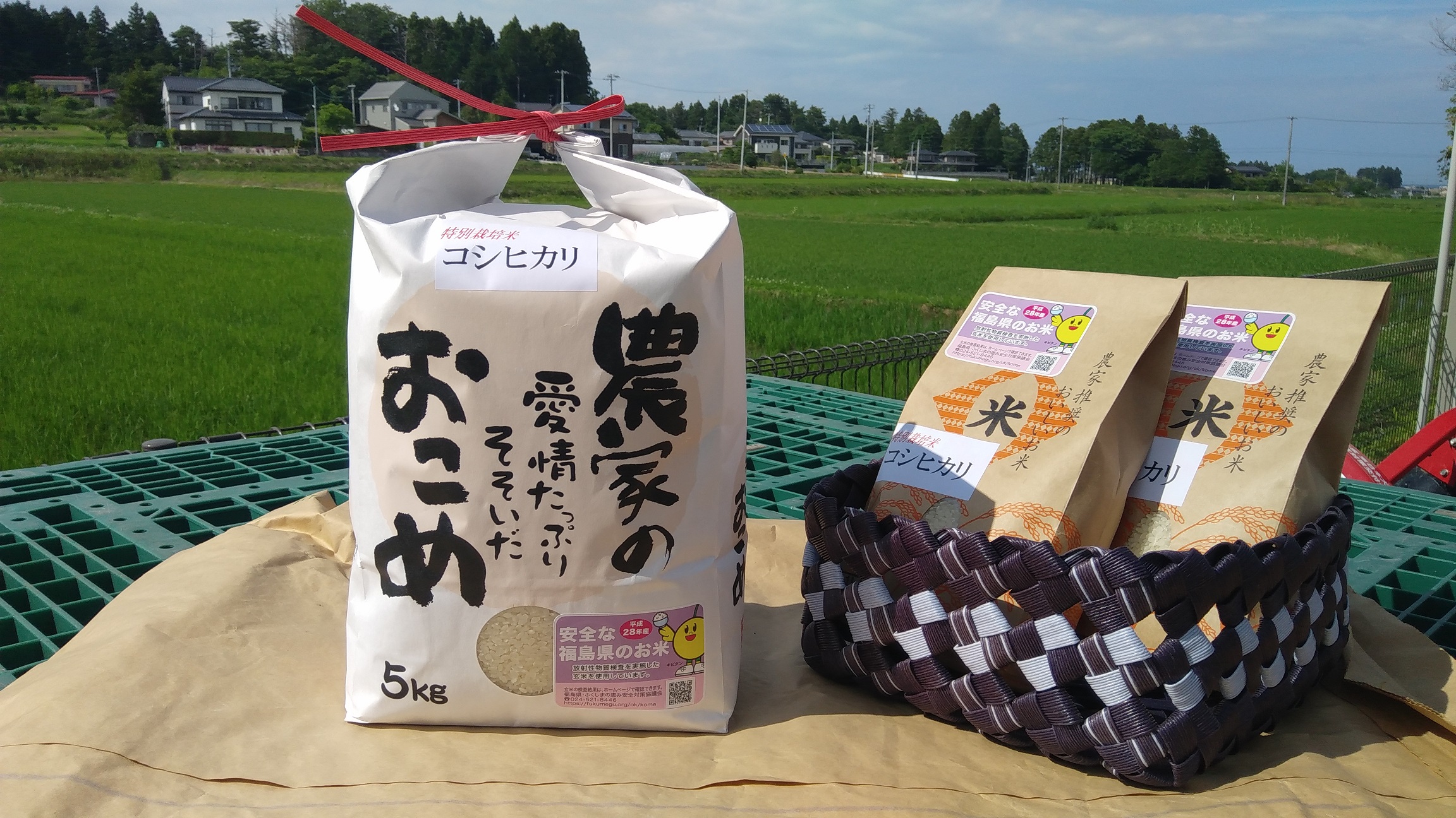 特別栽培米　コシヒカリ